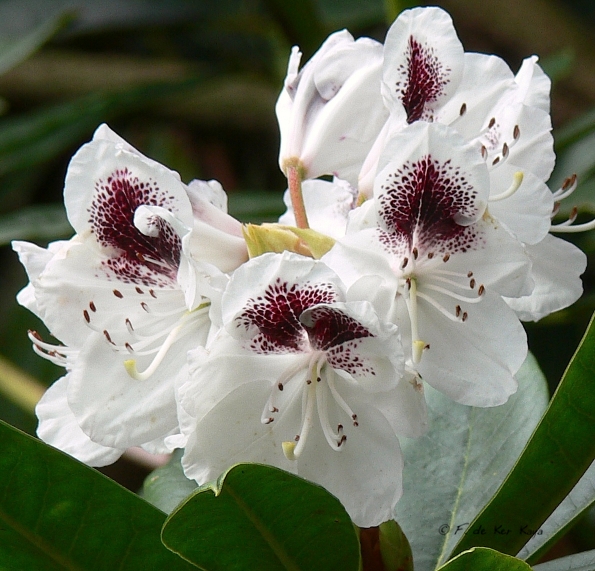 Bois des Moutiers (119) mai 2012